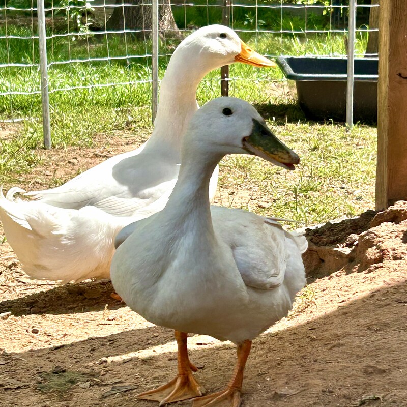 Sheriff & GB - Pekin Ducks